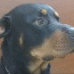 Rottweiller hipermanso jugeton y compañero , busco a su compañera para formar familia. 